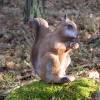 Longlife Squirrel